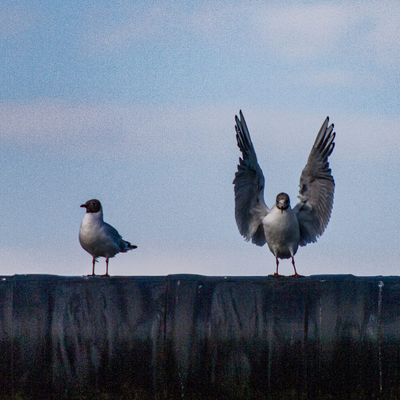 2020-07-19 - EmscherValleyWay Recklinghausen