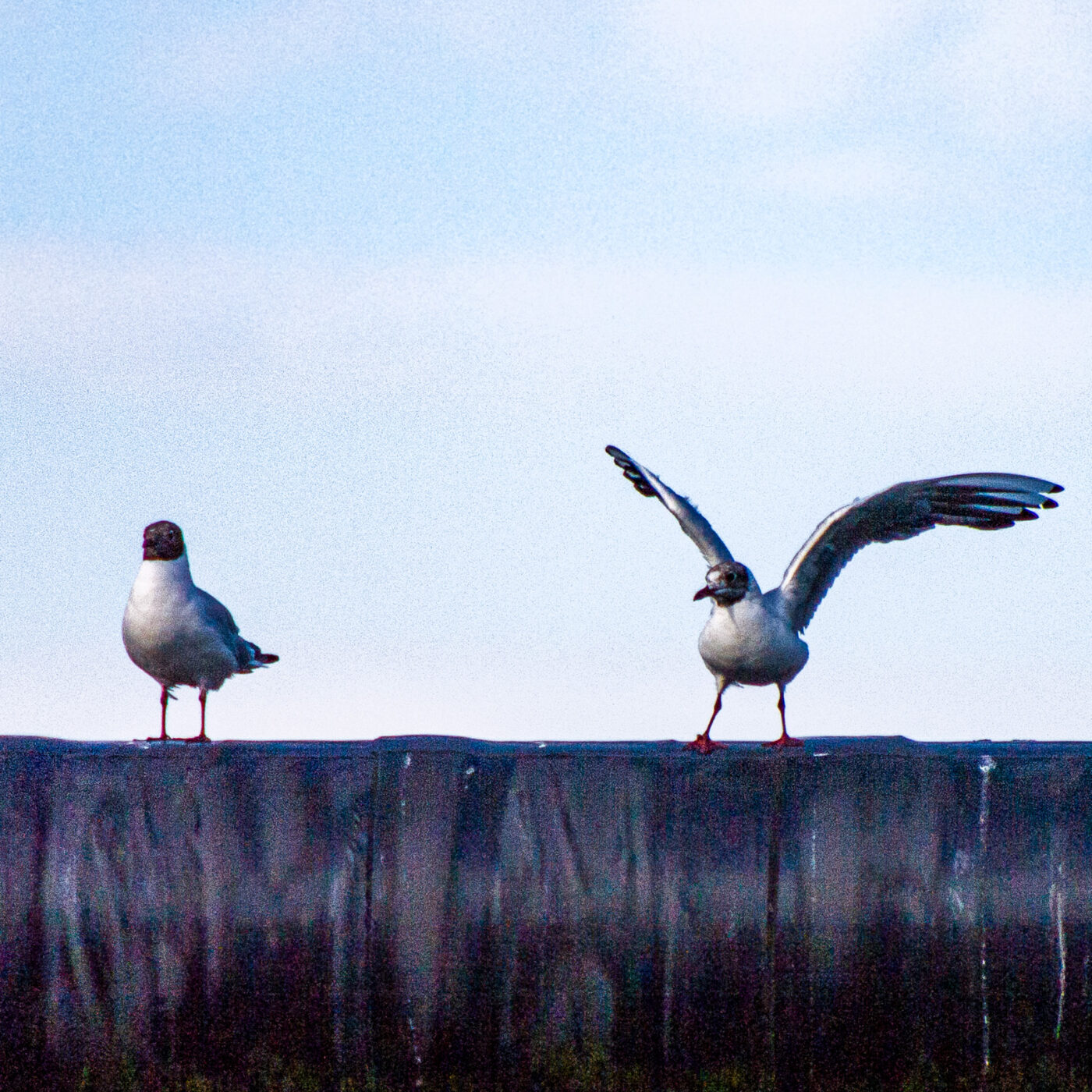 2020-07-19 - EmscherValleyWay Recklinghausen