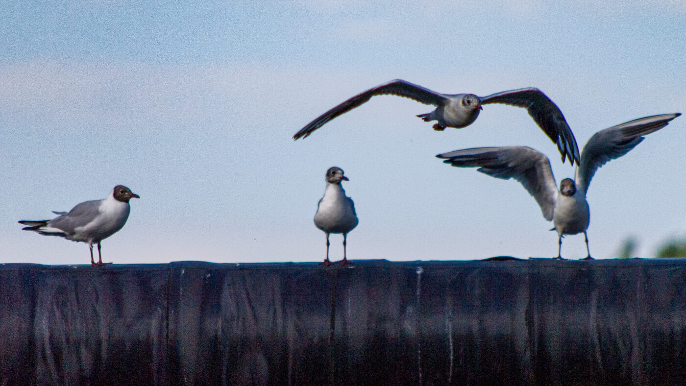 2020-07-19 - EmscherValleyWay Recklinghausen
