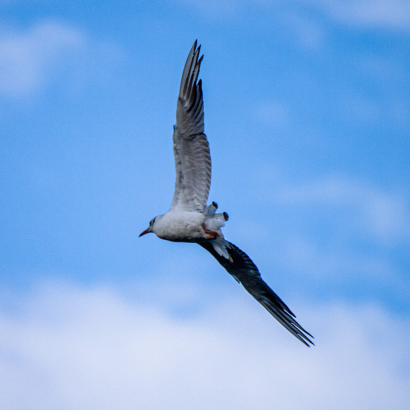 2020-07-19 - EmscherValleyWay Recklinghausen