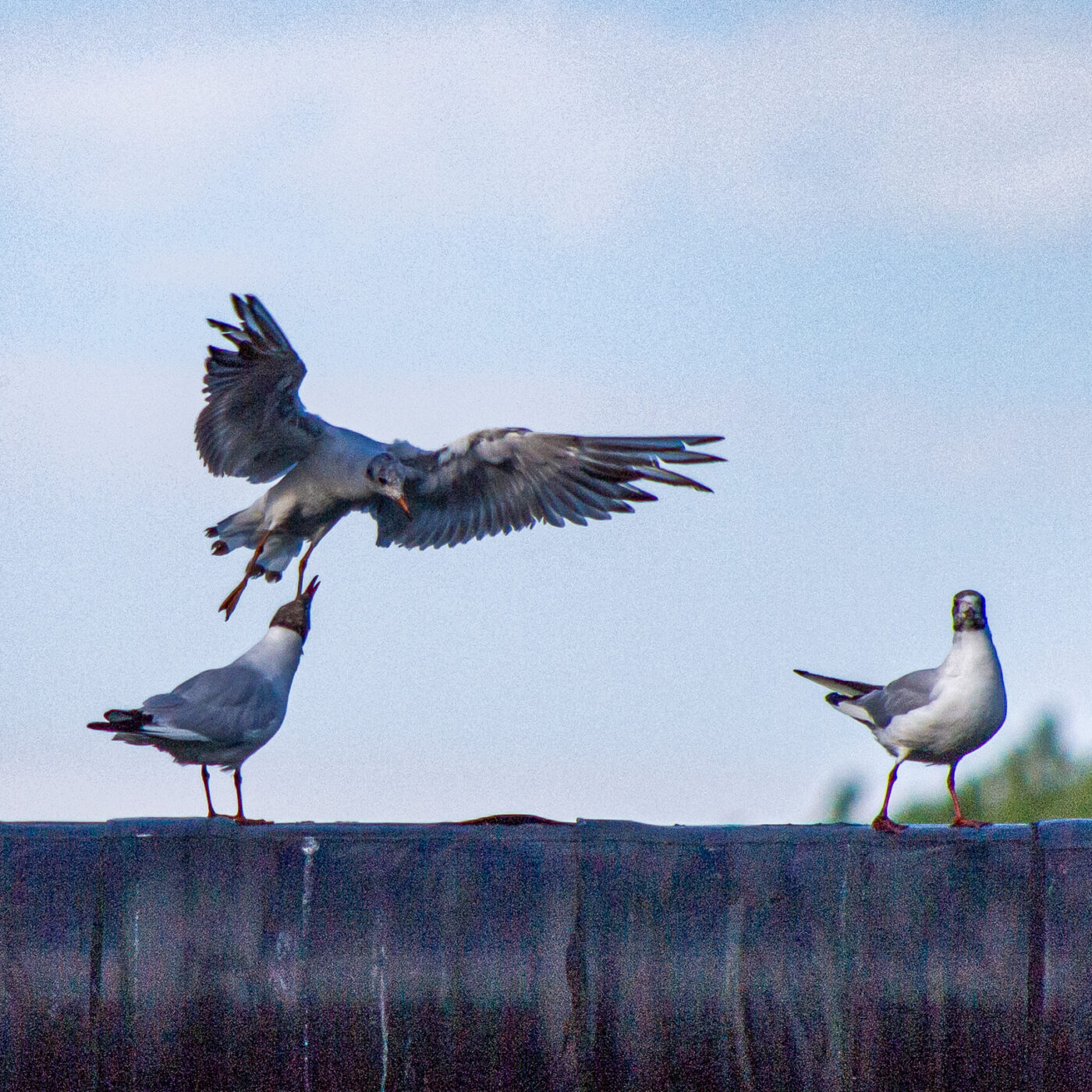 2020-07-19 - EmscherValleyWay Recklinghausen