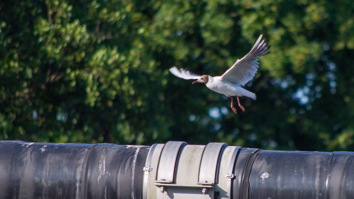 2020-07-19 - EmscherValleyWay Recklinghausen