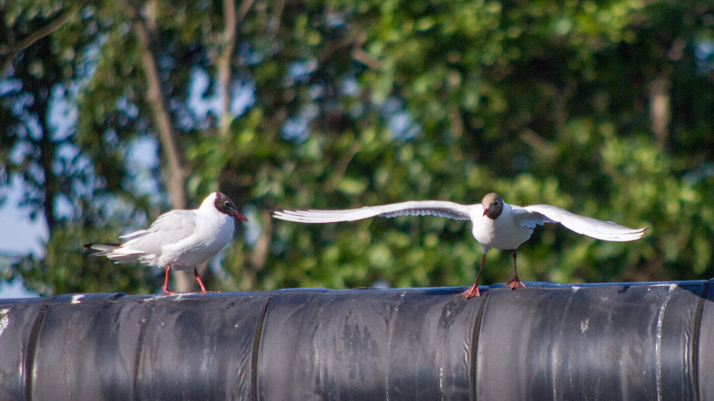 2020-07-19 - EmscherValleyWay Recklinghausen