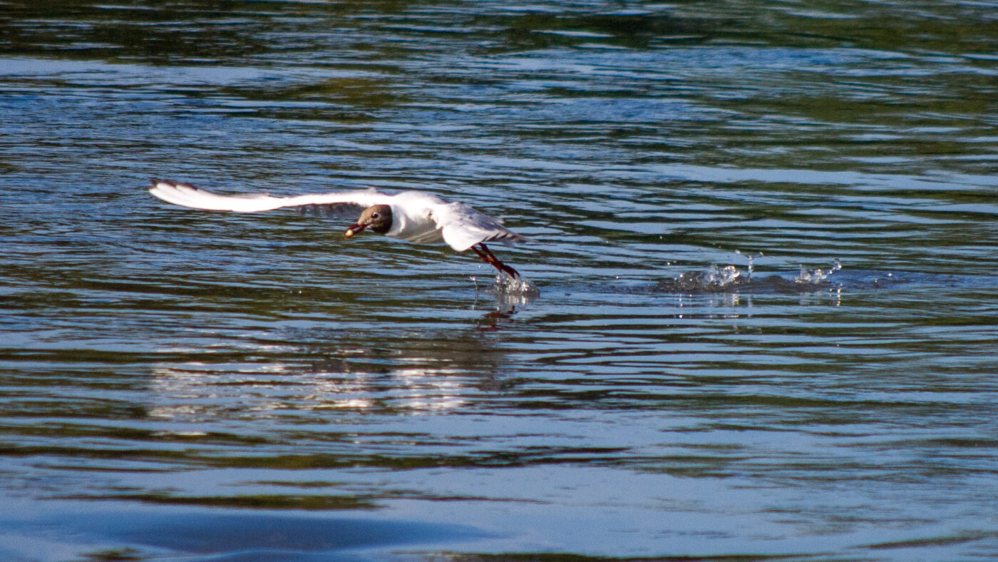 2020-07-19 - EmscherValleyWay Recklinghausen