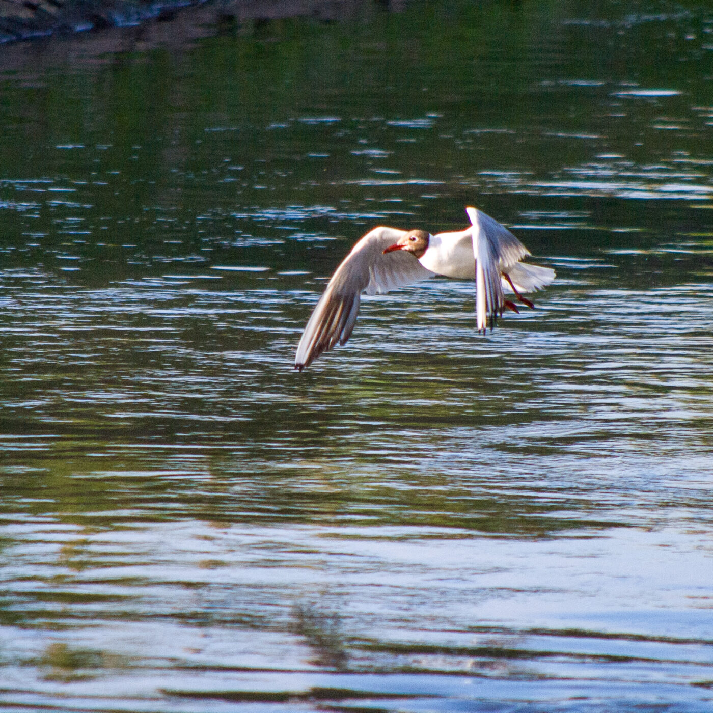 2020-07-19 - EmscherValleyWay Recklinghausen