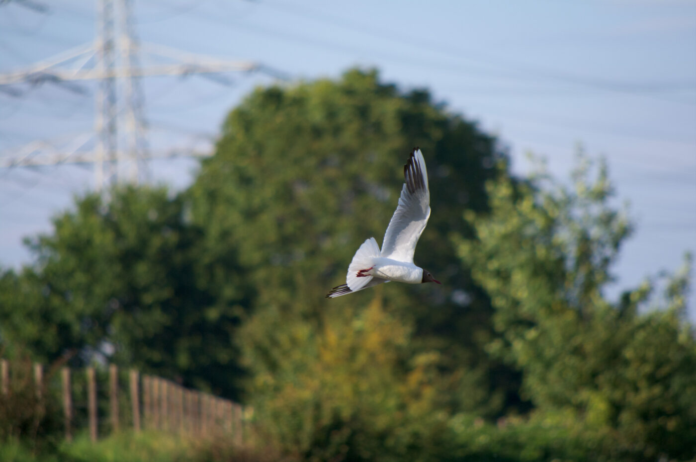 2020-07-19 - EmscherValleyWay Recklinghausen