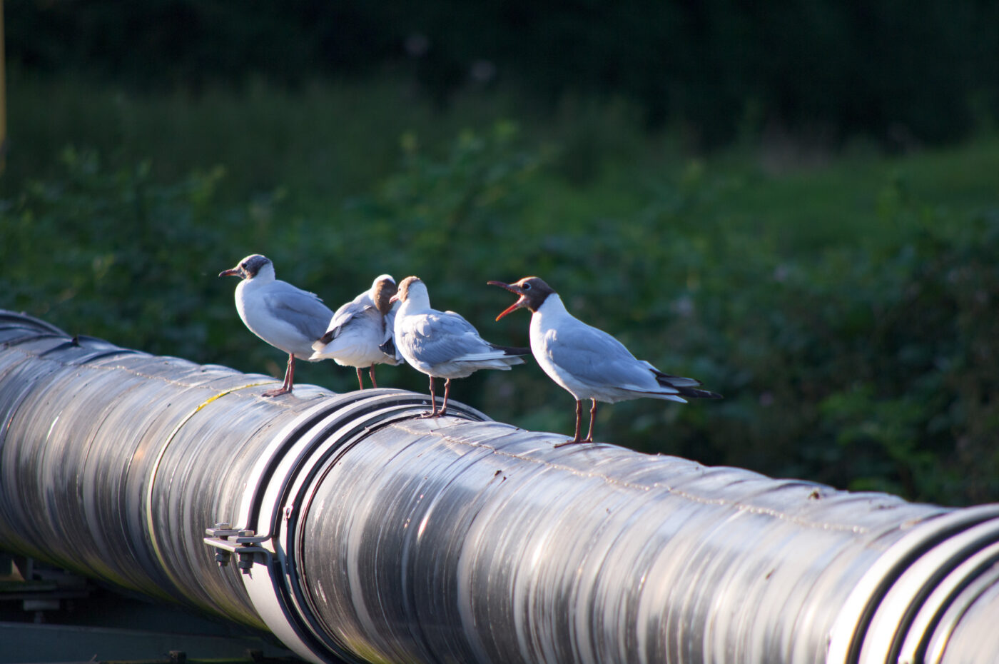 2020-07-19 - EmscherValleyWay Recklinghausen