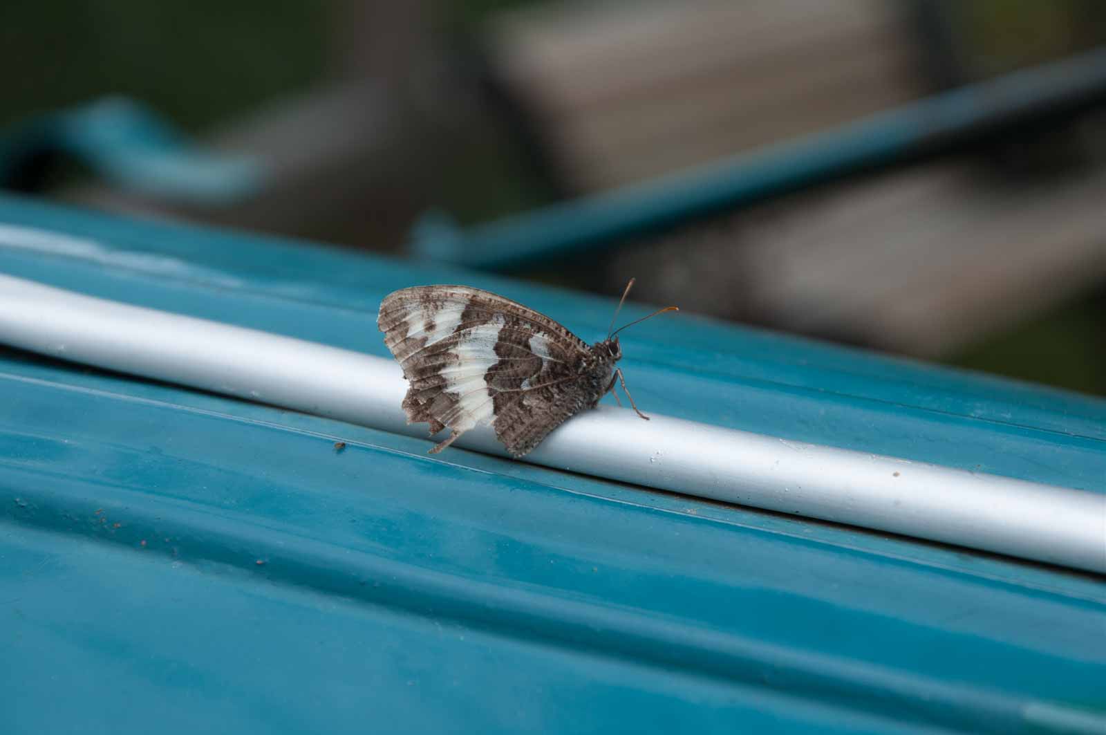 °weißer waldportier°