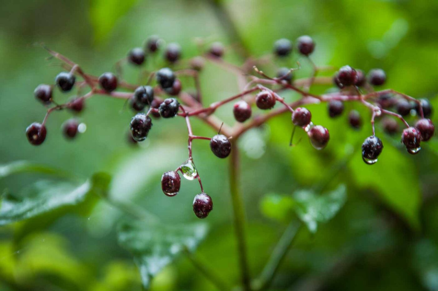 2020-08-21 - 2020-08-23 - Bayern