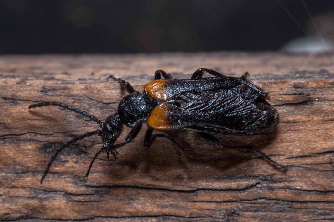 2020-08-23 - Residenzia - Balkon