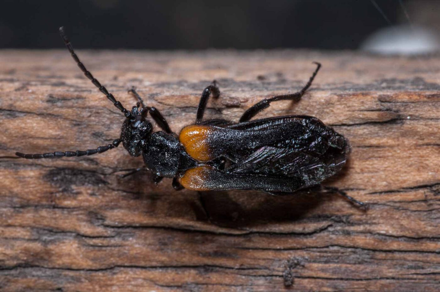 2020-08-23 - Residenzia - Balkon