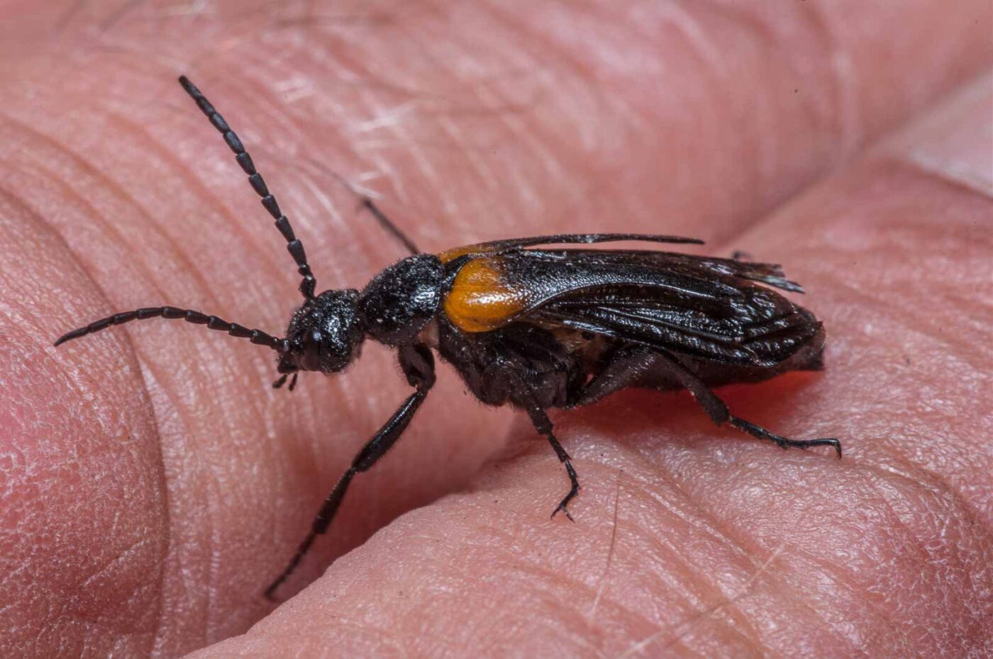 2020-08-23 - Residenzia - Balkon