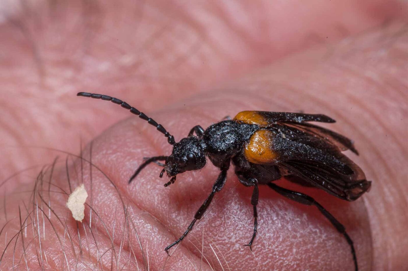 2020-08-23 - Residenzia - Balkon