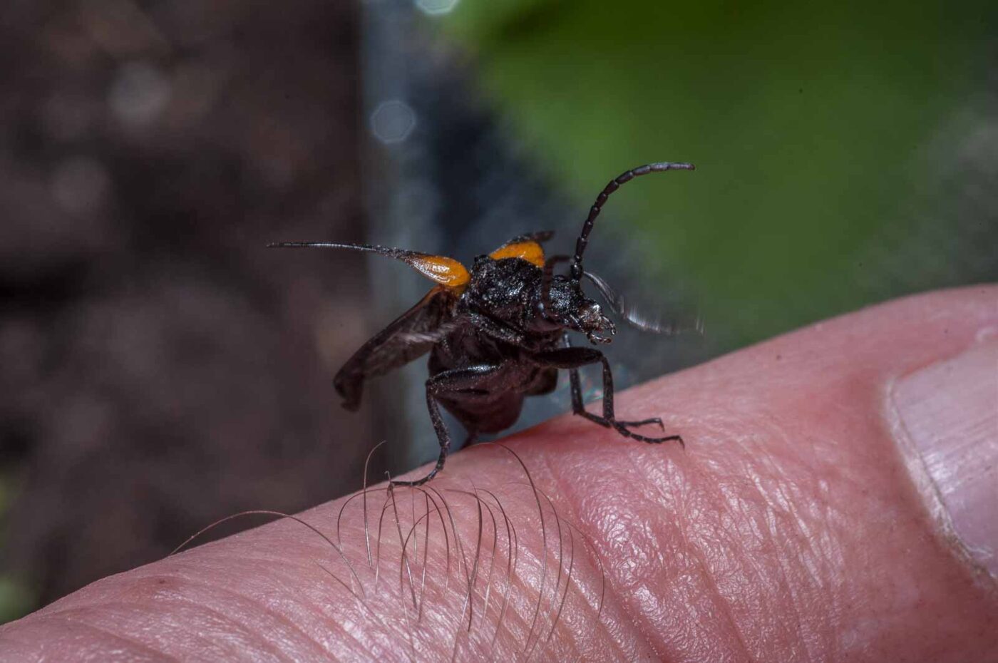 2020-08-23 - Residenzia - Balkon