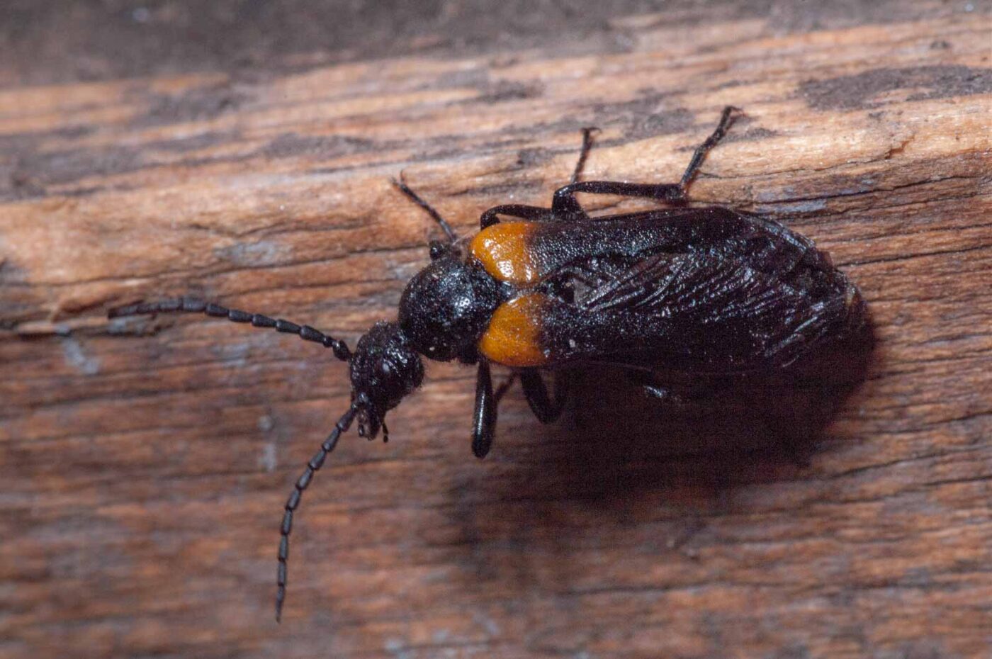 2020-08-23 - Residenzia - Balkon