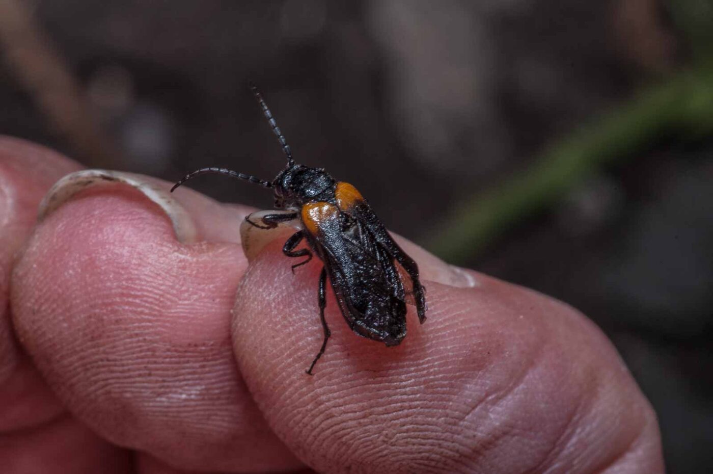 2020-08-23 - Residenzia - Balkon