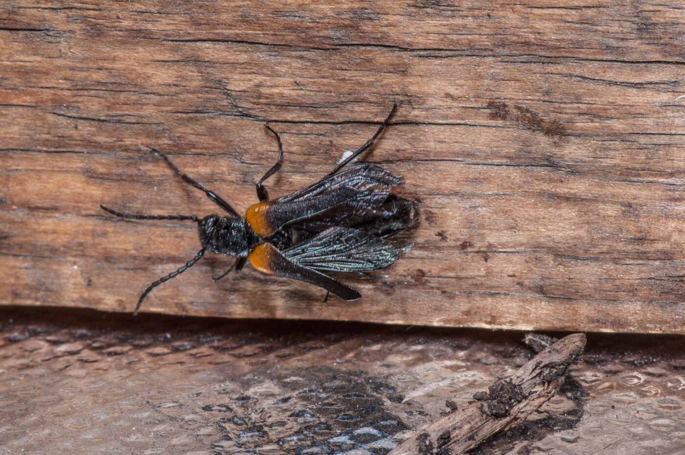 2020-08-23 - Residenzia - Balkon