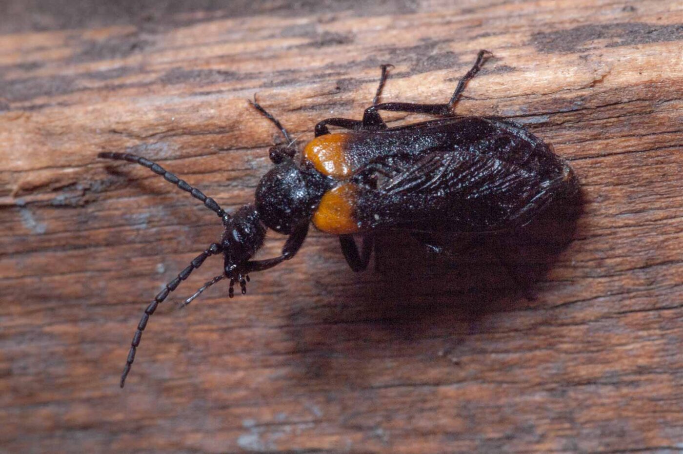 2020-08-23 - Residenzia - Balkon