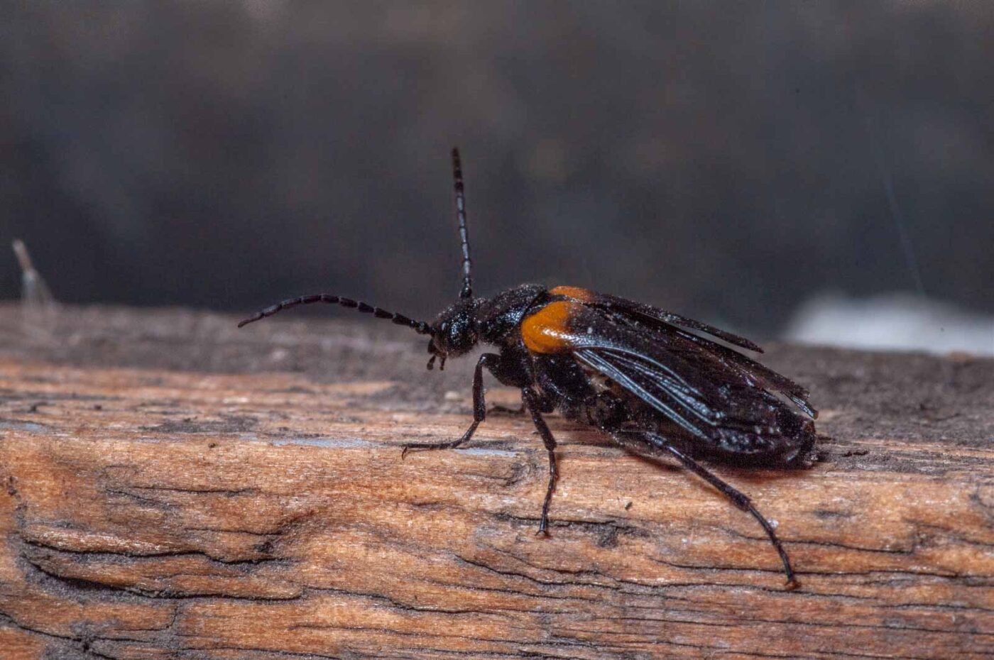 2020-08-23 - Residenzia - Balkon