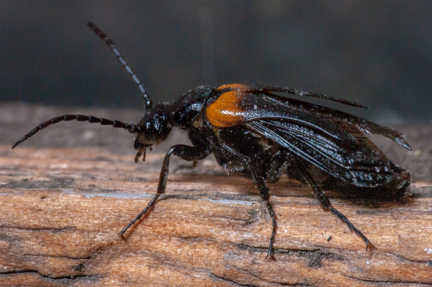 2020-08-23 - Residenzia - Balkon