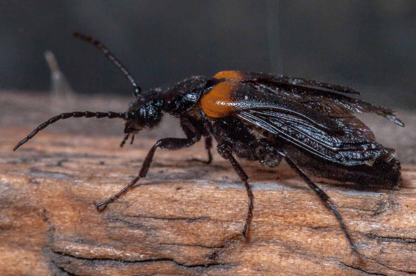 2020-08-23 - Residenzia - Balkon