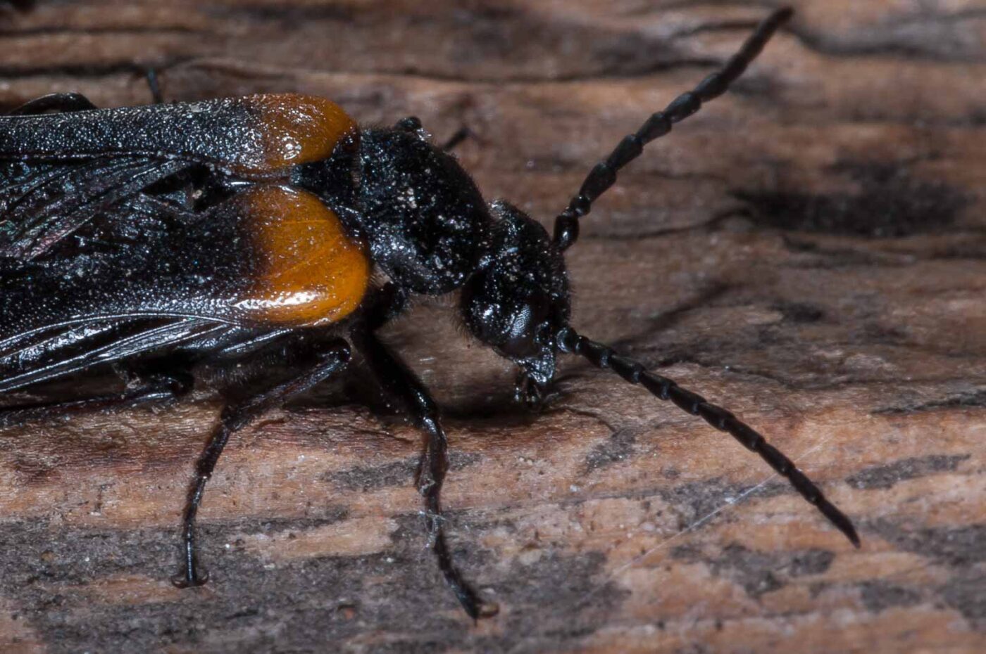 2020-08-23 - Residenzia - Balkon