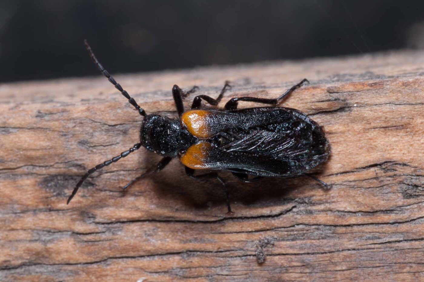 2020-08-23 - Residenzia - Balkon