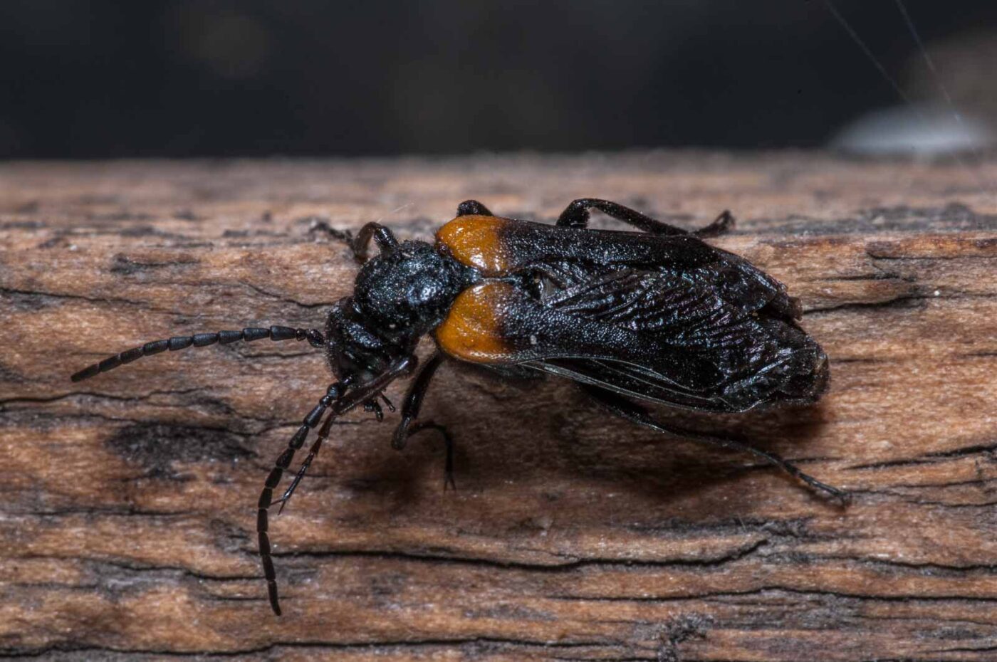 2020-08-23 - Residenzia - Balkon