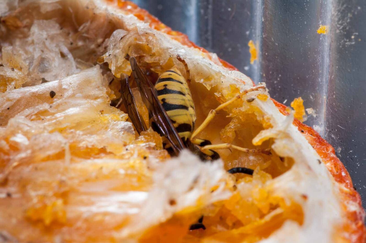 2020-08-29 - RE-Sidenzia auf'm BallKong