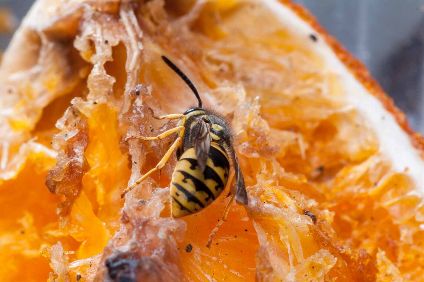 2020-08-29 - RE-Sidenzia auf'm BallKong