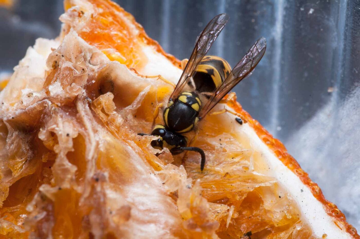 2020-08-29 - RE-Sidenzia auf'm BallKong