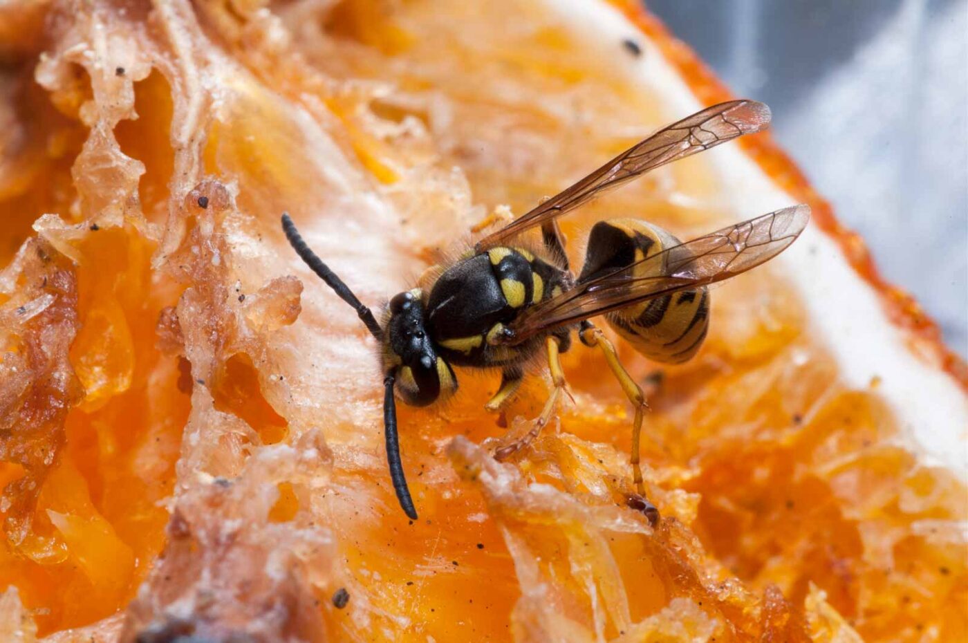 2020-08-29 - RE-Sidenzia auf'm BallKong