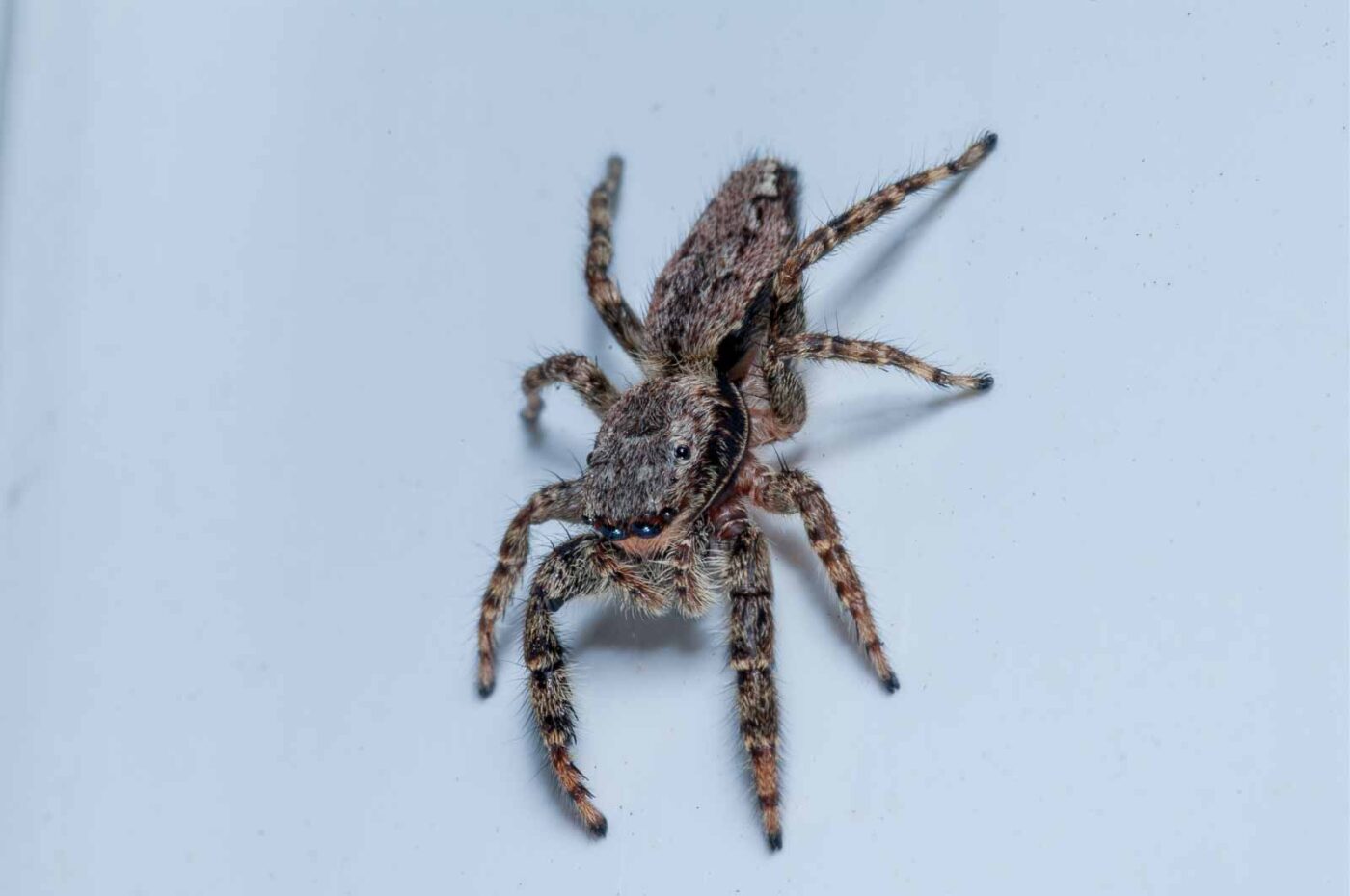 2020-08-29 - RE-Sidenzia auf'm BallKong