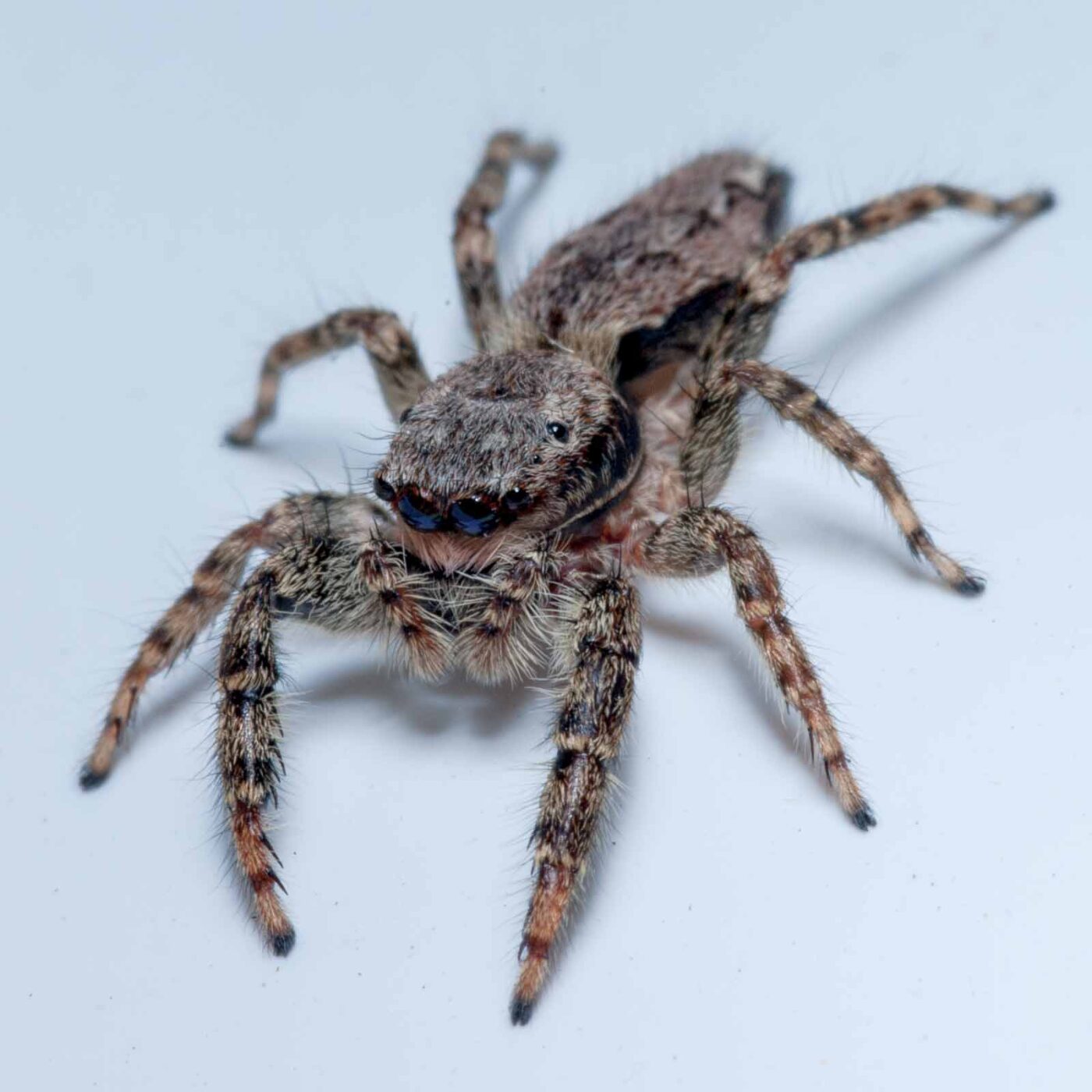 2020-08-29 - RE-Sidenzia auf'm BallKong