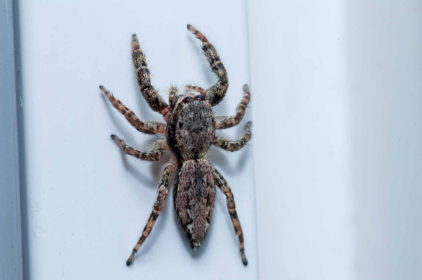 2020-08-29 - RE-Sidenzia auf'm BallKong