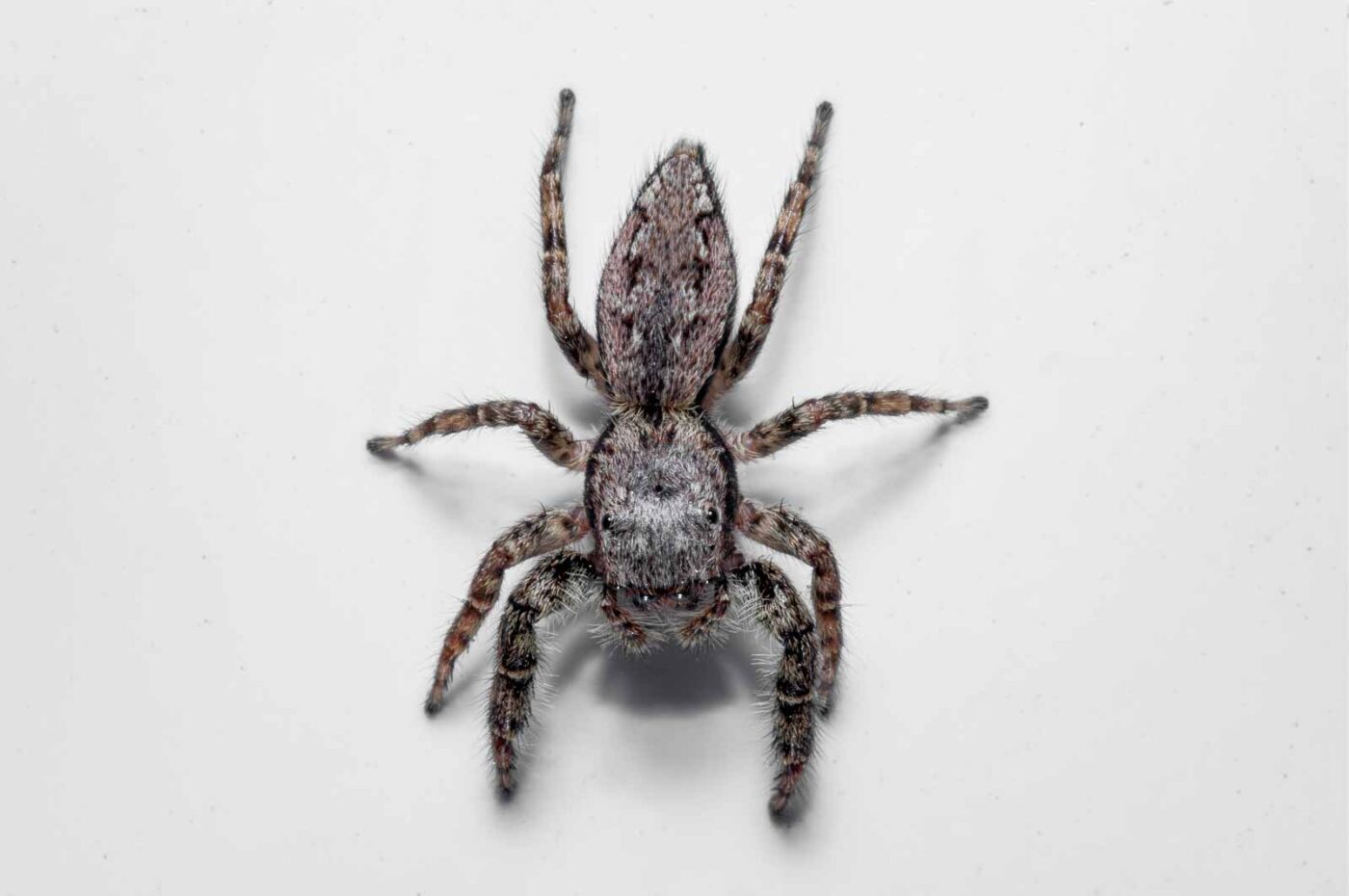 2020-08-29 - RE-Sidenzia auf'm BallKong