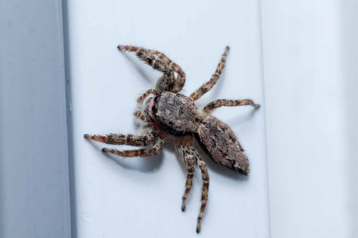 2020-08-29 - RE-Sidenzia auf'm BallKong