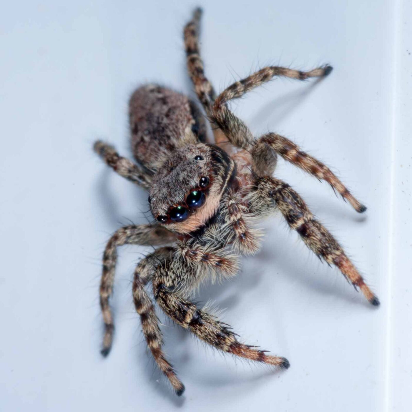 2020-08-29 - RE-Sidenzia auf'm BallKong