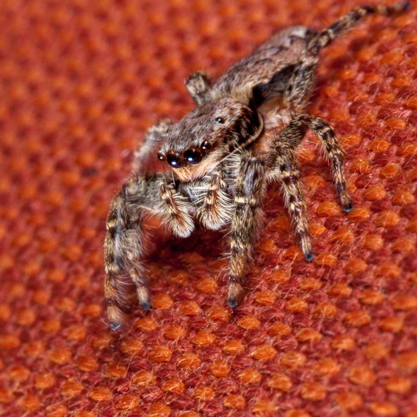 2020-08-29 - RE-Sidenzia auf'm BallKong