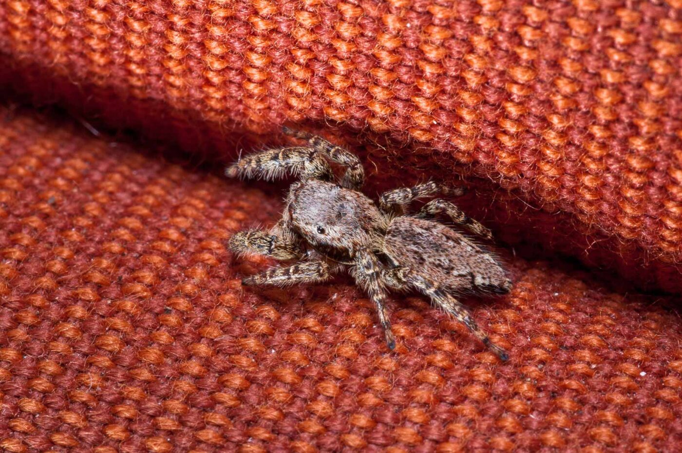 2020-08-29 - RE-Sidenzia auf'm BallKong