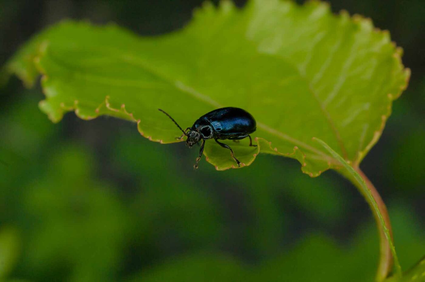 2017-05-28 - NSG Halde Pluto-Wilhelm HER-Wanne