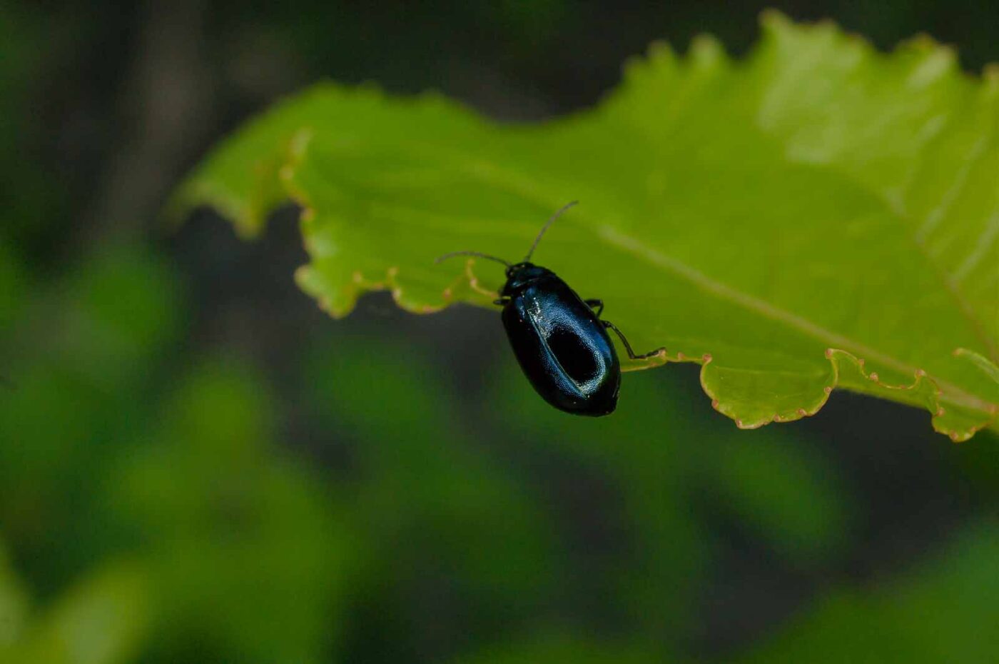 2017-05-28 - NSG Halde Pluto-Wilhelm HER-Wanne