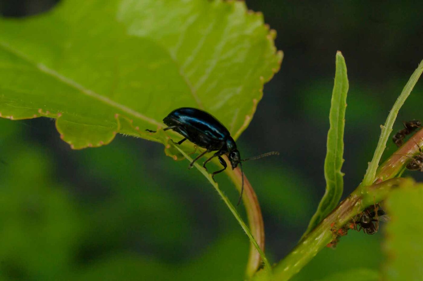 2017-05-28 - NSG Halde Pluto-Wilhelm HER-Wanne