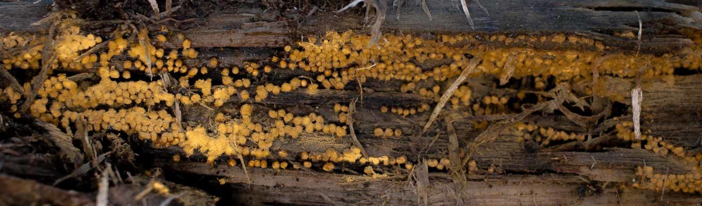 2019-02-16 - NSG Klöppersberg C-R