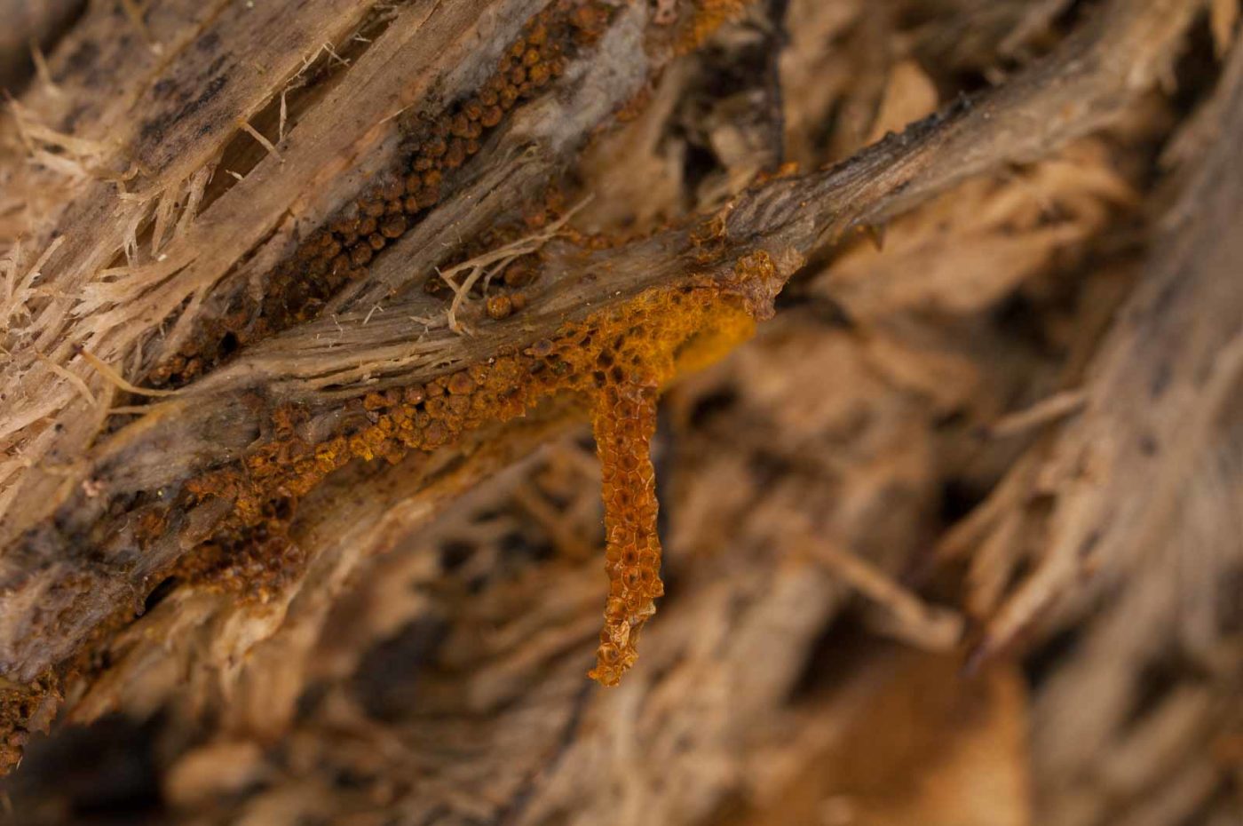 2019-02-16 - NSG Klöppersberg C-R