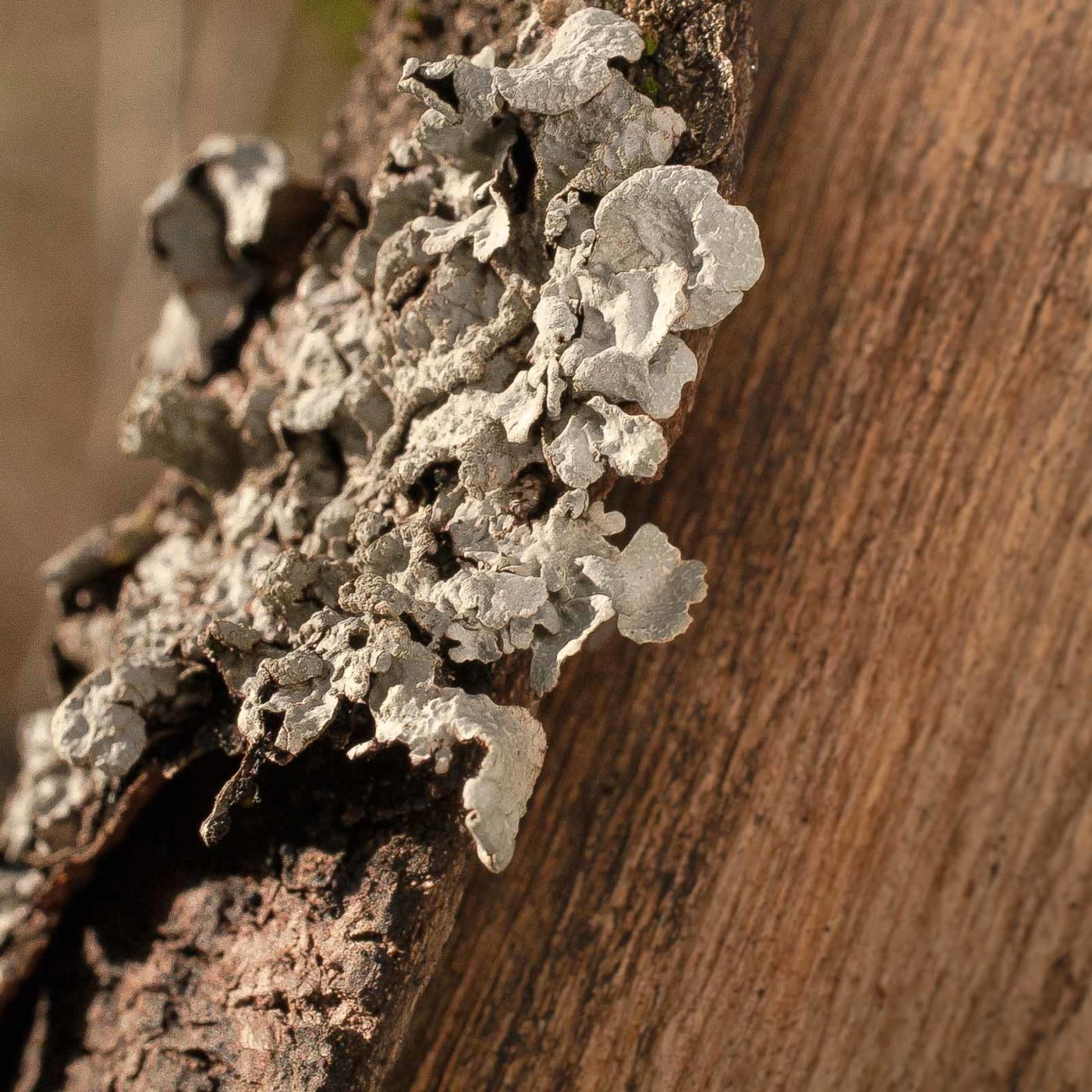 2019-02-16 - NSG Klöppersberg C-R