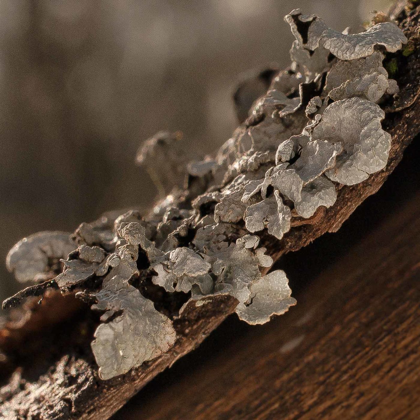 2019-02-16 - NSG Klöppersberg C-R