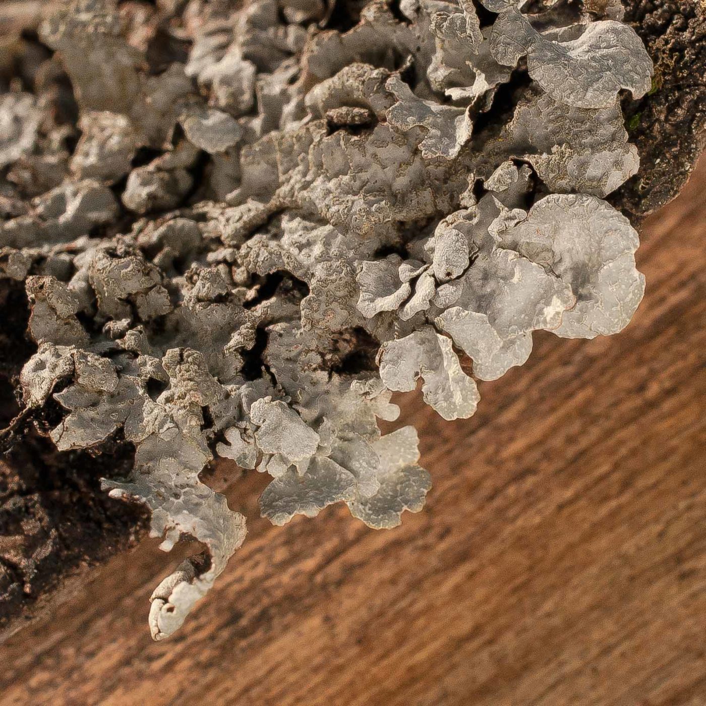 2019-02-16 - NSG Klöppersberg C-R