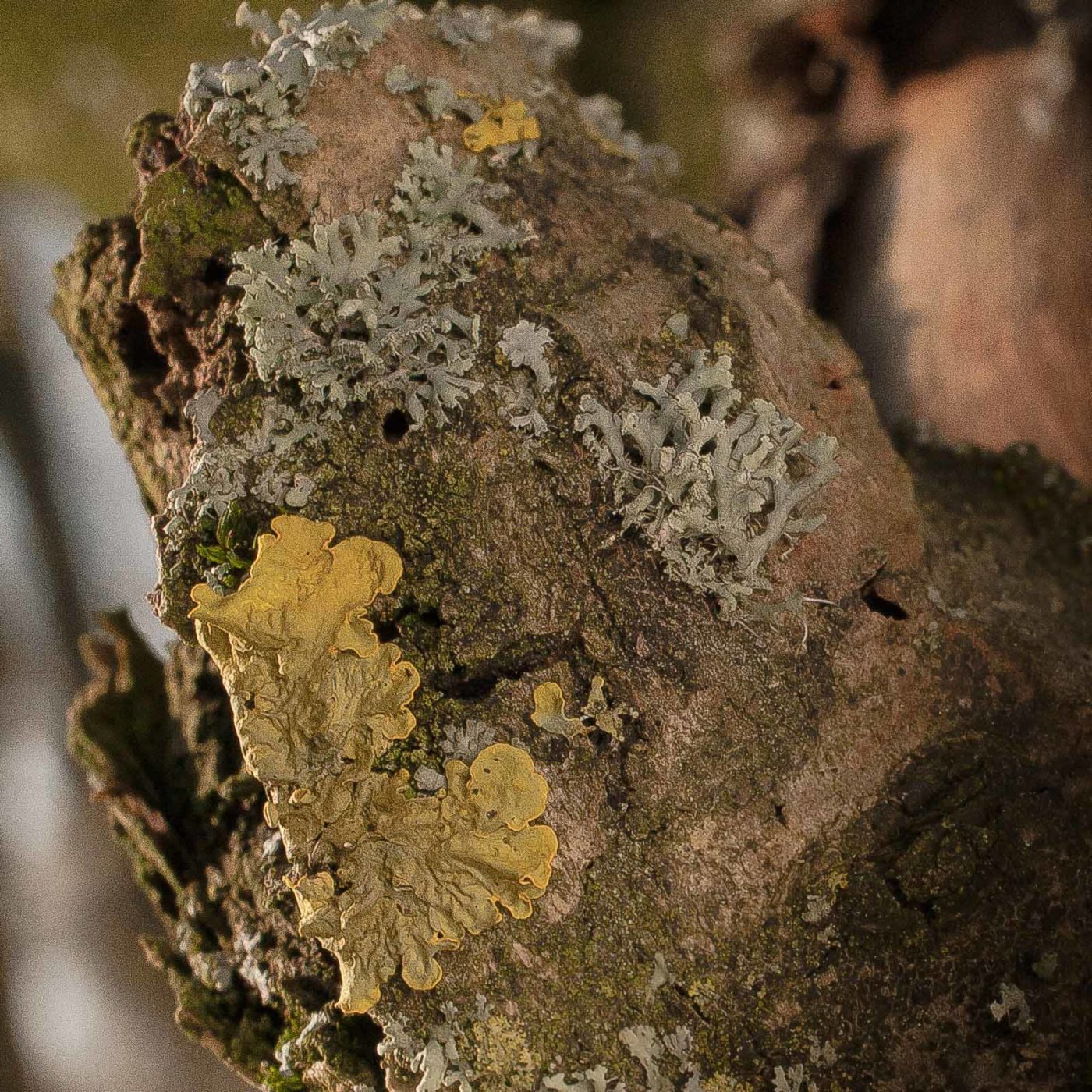 2019-02-16 - NSG Klöppersberg C-R