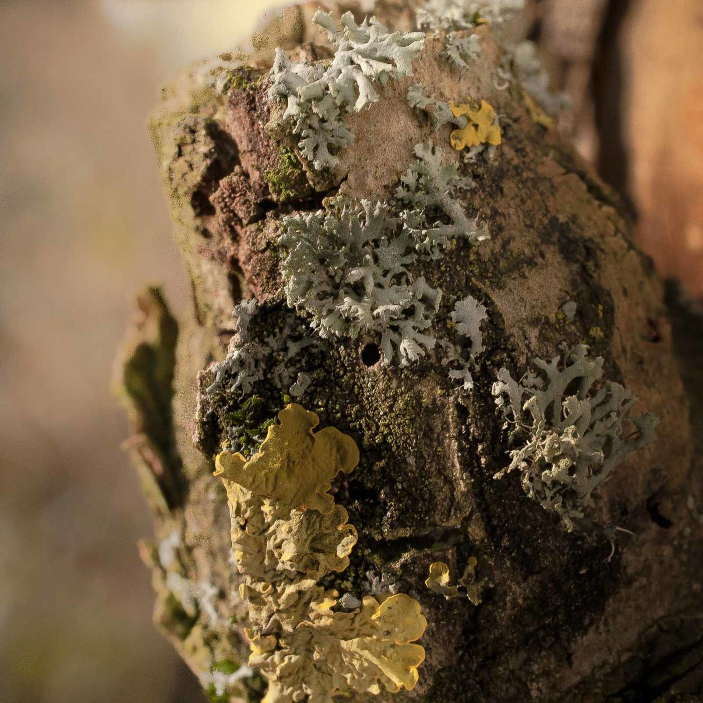 2019-02-16 - NSG Klöppersberg C-R